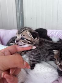 Scottish fold