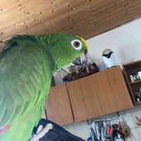 Pappagallo amazzone fronte gialla