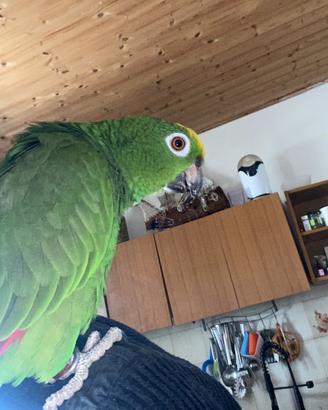 Pappagallo amazzone fronte gialla