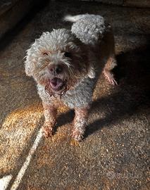 Cane da tartufo