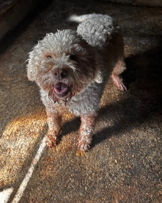 Cane da tartufo