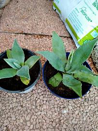 piante di Agave