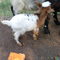 Caprette tibetane