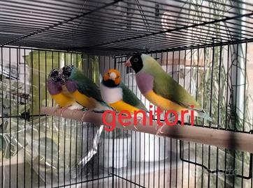 Diamanti di gould