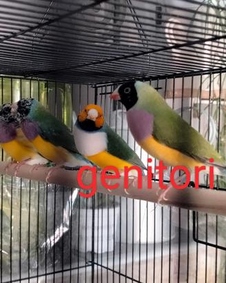 Diamanti di gould