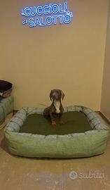 Cucciolo bassotto kaninchen Isabelle tan