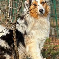 Australian shepherd pastore australiano monte