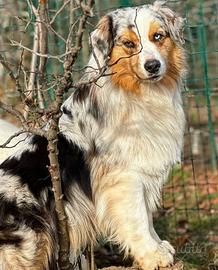 Australian shepherd pastore australiano monte