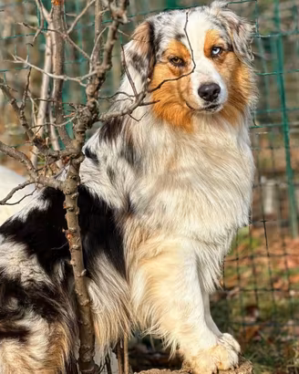 Australian shepherd pastore australiano monte