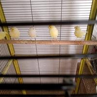 Canarini giallo avorio