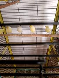 Canarini giallo avorio