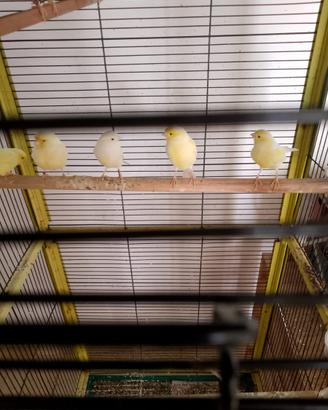 Canarini giallo avorio