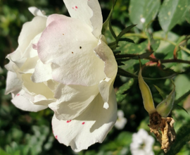 Piccolo giardino adiacente ad alloggetto abitabile