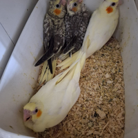 Calopsite da imbecco