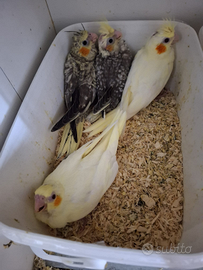 Calopsite da imbecco