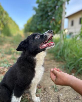 Ultimo cucciolo di Border Collie