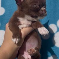 Micro bimba cioccolato