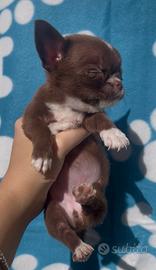 Micro bimba cioccolato