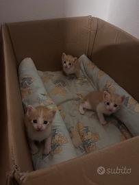 Gattini e mamma gatta
