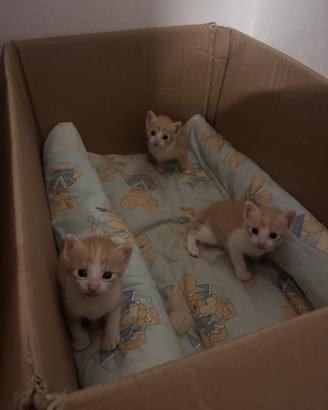 Gattini e mamma gatta