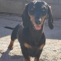 Zeus bassotto pedigree disponibile accoppiamento