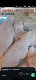 Weimaraner