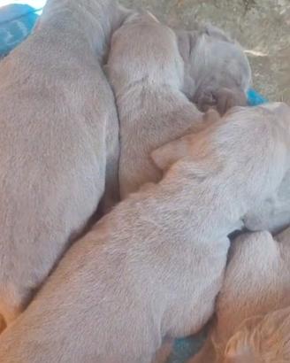 Weimaraner