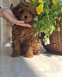 Cucciola Barboncino Toy Red