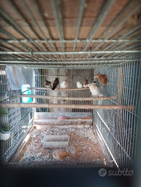 Diamanti Mandarini e Passeri del Giappone