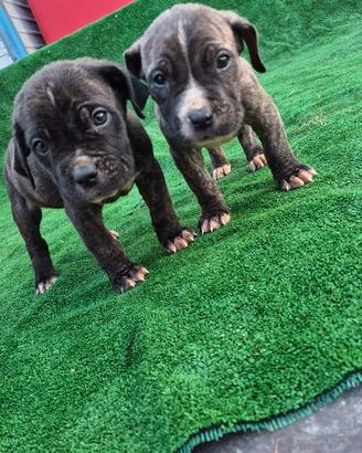 cuccioli di cane corso 