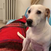 Labrador bull terrrier dolcissima femminuccia