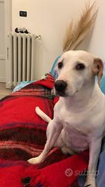 Labrador bull terrrier dolcissima femminuccia