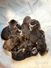 Cuccioli maine coon con pedigree splendidi