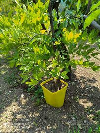 piante di glicine