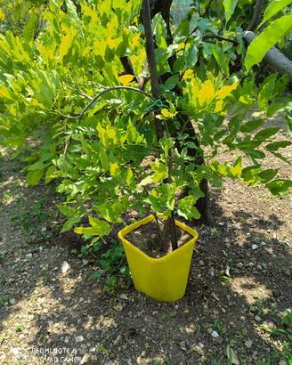 piante di glicine