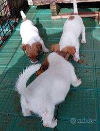 Cuccioli jack russel puri