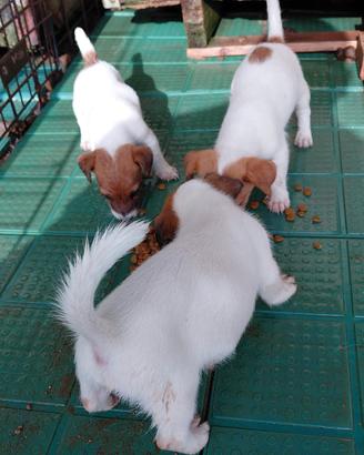 Cuccioli jack russel puri