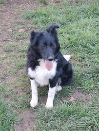Cuccioli border collie