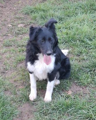 Cuccioli border collie