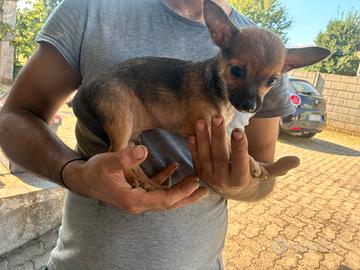 Chiwawa
