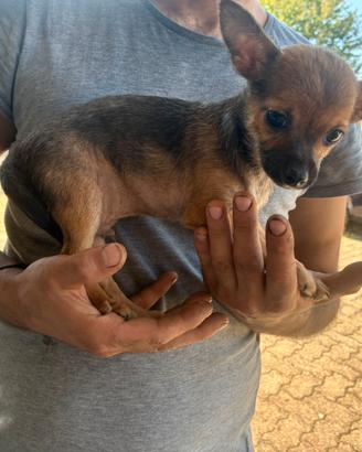 Chiwawa