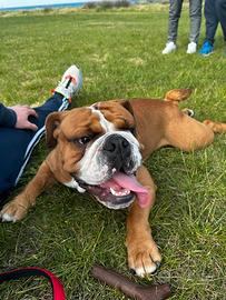 Bulldog inglese