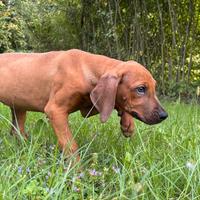 Rhodesian Ridgeback pedigree ENCI all.con affisso