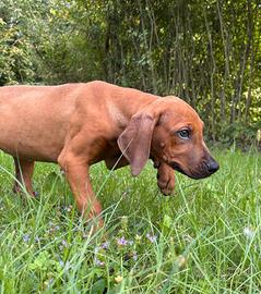Rhodesian Ridgeback pedigree ENCI all.con affisso