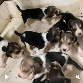Cuccioli di beagle
