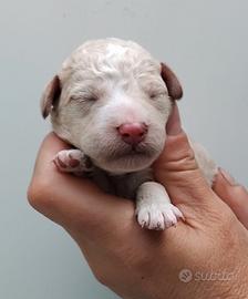Cucciola lagotto romagnolo