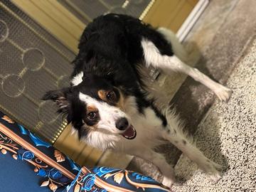 Border collie di 4 anni