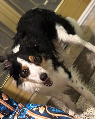 Border collie di 4 anni