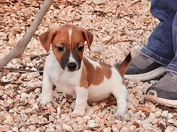 Cuccioli Jack Russell