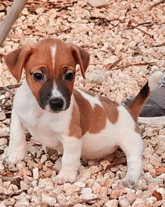 Cuccioli Jack Russell